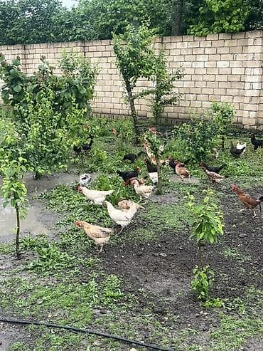 toyuq yolan aparat satilir: Salam. Məhsul: Azad otlaqda saxlanılan yerli toyuqlar və xoruzlar — 1