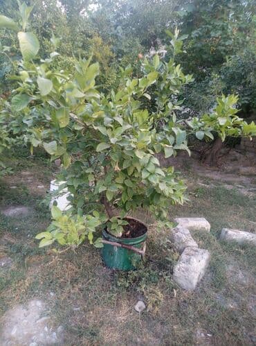 ağcaqanad toru: Məhsul: Qabda yetişdirilən sitrus ağacı (limon) Təsvir: - Yaşıl metal — 3
