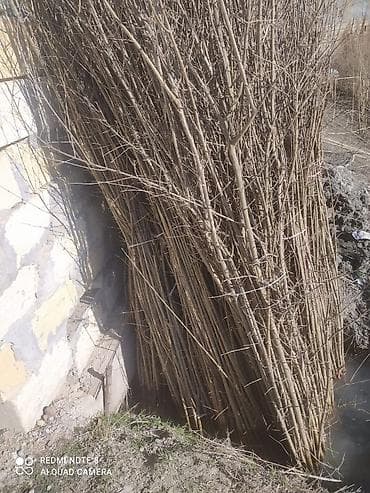 otlar sekilleri 2020: Salam nar tinqleri satışı öküz burun nar tinqleri gulöşe talıb nar — 9