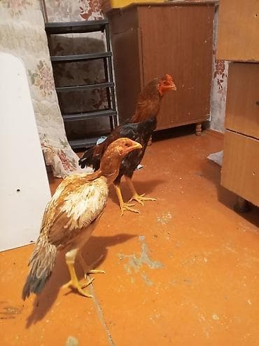 toyuq cuceler: Toyuq, Damazlıq — 4