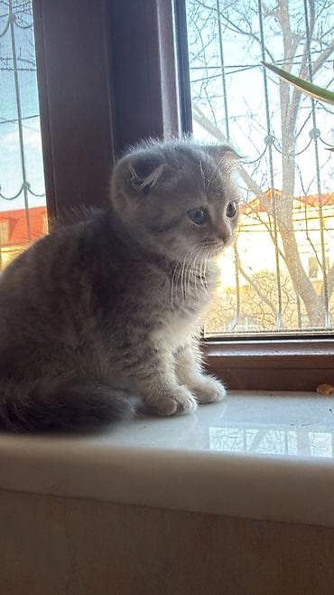 pişik sumqayıt: Şotland — 7