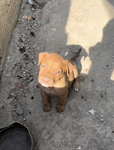 Pitbul, 2 ay, Erkek, Ödənişli çatdırılma