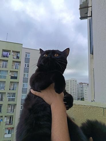 pişiy adları: Şotland, Erkək, Cütləşmə üçün — 7