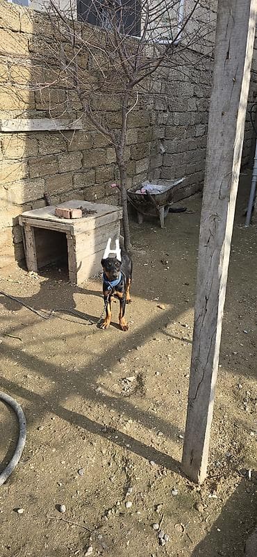 itlerin adlari: Doberman — 3