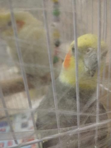 Gəmiricilər: 1cüt karella qəfəs yem və su qabilari yellənçək yuva qusdarda hazır — 9