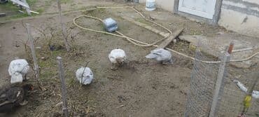 çöl ördeyi: Həm kəsilməli həm də damazlıq original təmiz cins lal ördəklər ( — 8