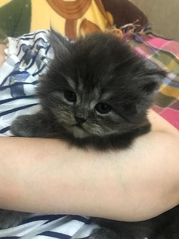 mingəcevir pişik: Britan — 6