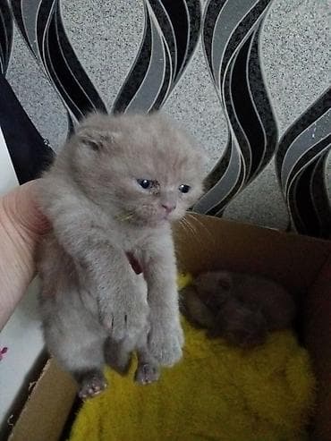 pişik şinşilla: Şotland yastı qulaq, Pulsuz çatdırılma — 2