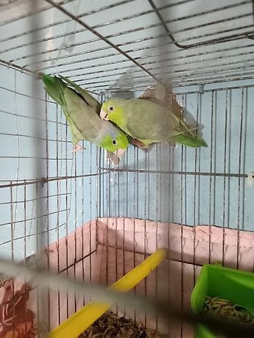 sevgi qusu: Nerazluçnik ərkey dişi tam sağlam vatsap 055 840 28 10 unvan Yeni — 2