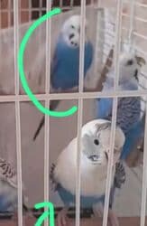 hazır yuva: Cütu 25 azn .sağlam qizğun qușlardi yumurtamaya hazir qușlardi. yuva — 3