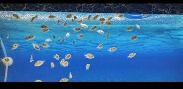 betta balıq: Цихлазома меека nin balalarıdi . 1.5 sm - 2 azn — 6