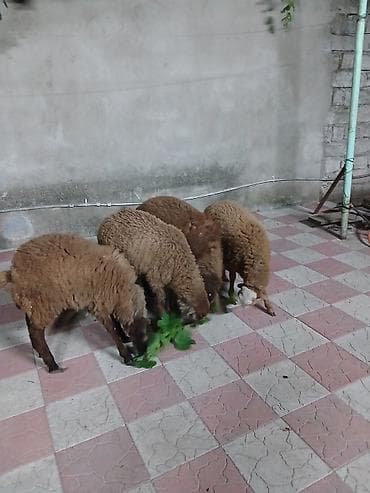 rotwe: 4 baş erkey quzu qiymət 4nə aitdi.Saxlamalı heyvanlardı — 4