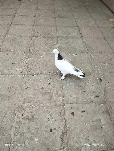 it ev: Tutulmadir.Ağ-qara rəng çalarlarına malik ev göyərçini - Növ: ev — 4
