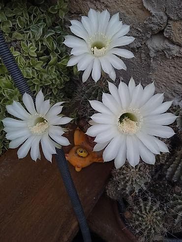 фикус черный принц: Сциндапсус N-Joy — 9