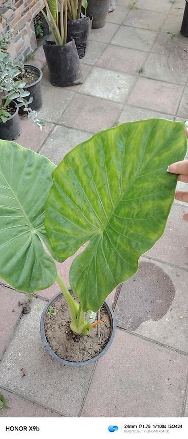 ciledagi bitkisi: Alokaziya (Alocasia) saksı bitkisi - Növ: Alocasia – iri, ürək — 3