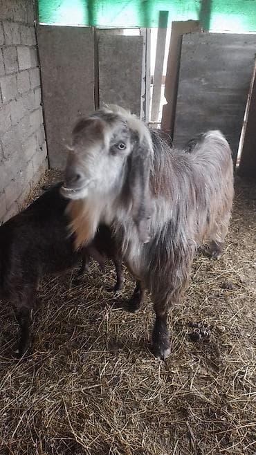 Boz rəng çalarlarında, uzun tüklü, saqqallı erkək keçi. Uzun qulaqlı