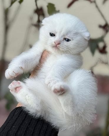 british pişik: Şinşilla — 8