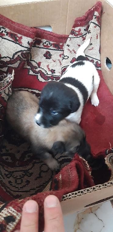 ev pisiyi satisi: Zvanok balaları satılır. Erkək də var, dişi də. Qurd dərmanları — 8