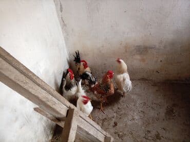 Toyuq, Damazlıq lalafo.az -da — 2 Toyuq, Damazlıq — 2