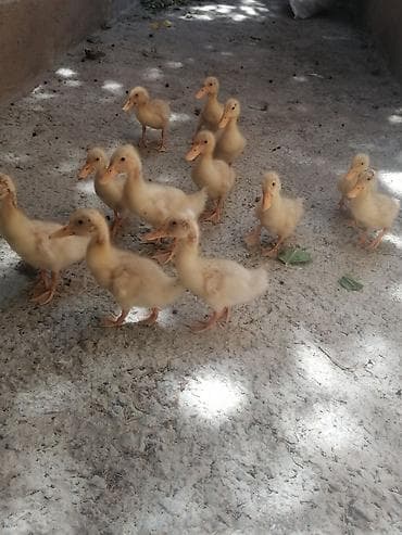 it cinsi: Sarı tüklü ördək balaları - Sağlam Pekin ördək balaları satılır — 1