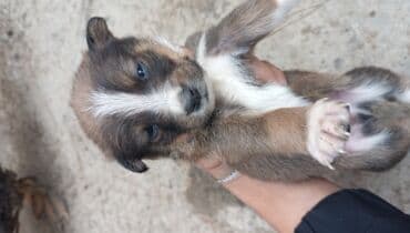 немецкая овчарка в баку: 1 ay, Erkek, Ünvandan götürmə — 2