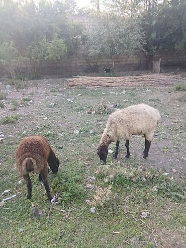 cins qoyunlar satilir: Ana bala qoyun satılır quzusu dişidir 5 ci balasıdır real alana — 1