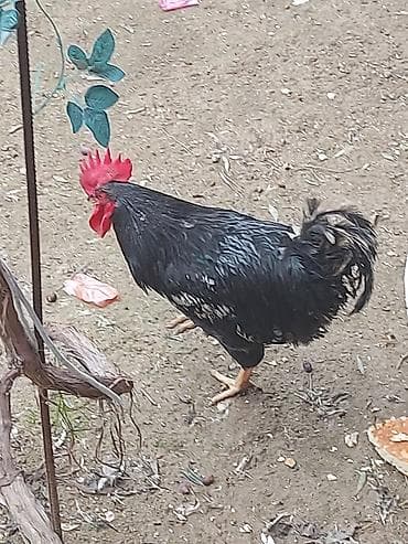 Qara rəngli xoruz Xarkov sortu - Parlaq qara lələk örtüyü, bədənin