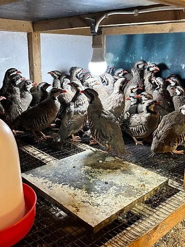 qu qusu sekilleri: Məhsul: Dağ kekliyi (Alectoris chukar) – sürü halında Təsvir: - — 6