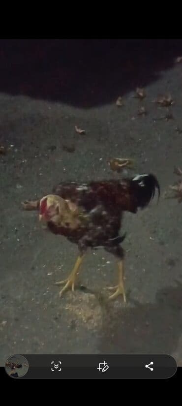 qara toyuq: Məhsul: Ev quşu – xoruz Təsvir: - Şəkillərdə görünen yerli tip xoruz — 4