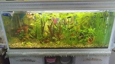 Akvarium-şkaf, Balıqlarla birlikdə, 227 l