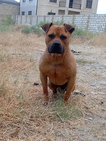 itlərin cutləşmə vaxtı: Pitbul, 3 il, Erkek, Peyvəndli — 1