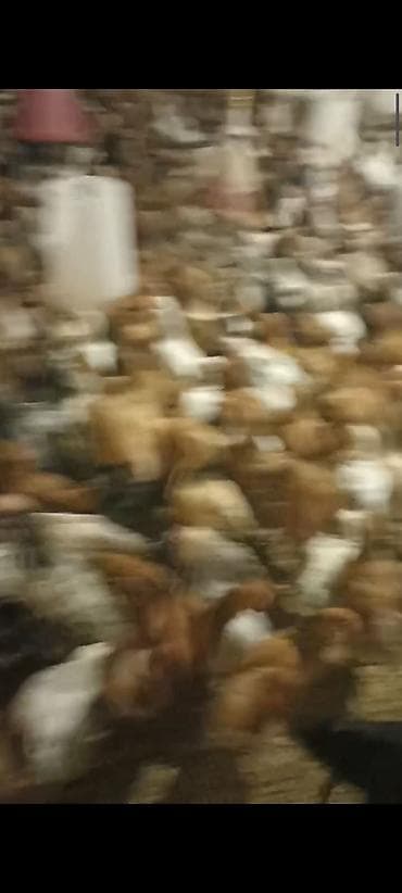 toyuğu: Toyuq, Damazlıq — 2