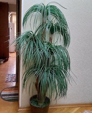 Palma dekorativ, hundurdu 1m50sm. dibceyi ve icinde yaşil cəmən otu
