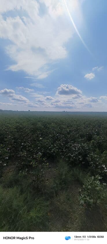 mingecevirde kiraye evler 2019: 257 sot Kənd təsərrüfatı — 6