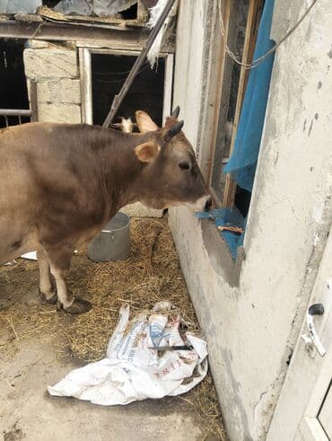 simmental inək cinsi: Dişi, il: 7, 230 kq, Ətlik, Ünvandan götürmə — 3