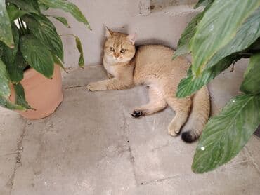 голд шиншилла: Золотая шиншилла, Самец — 2