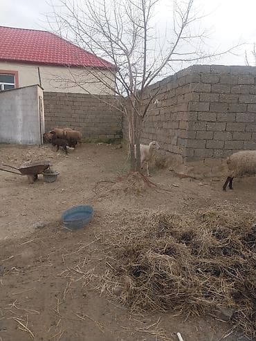 meymun sekli: 400 manatda 750 manata kimi var — 2