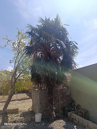 limon agaci: Xurma xurması (palma ağacı) – həyətyanı sahələr və bağlar üçün — 1