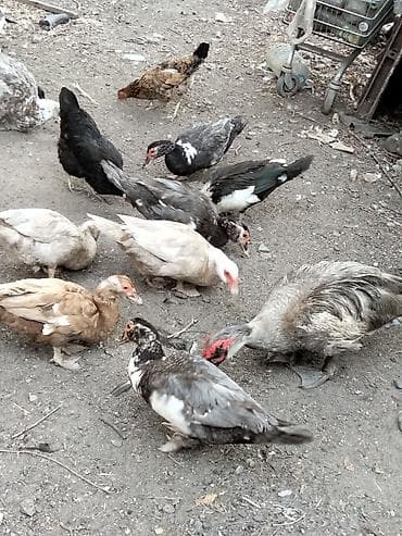 hind quwu: Məhsul: Xoruzdar ordek balalari ana ördəklər satiram Təsvir: - Cins — 6