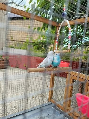 cex qus: Hazir cavan saglam cutdur — 5