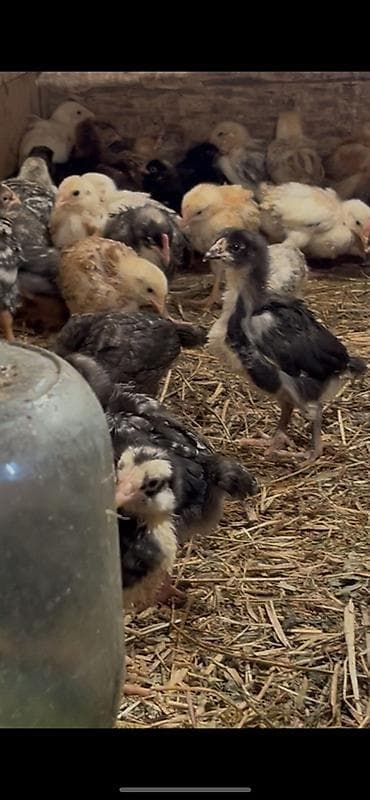 kanada sortu hinduşka: Toyuq cücələri, Ətlik, Ödənişli çatdırılma — 2