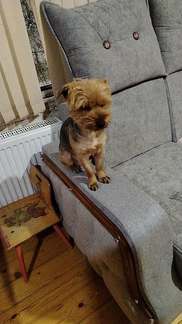 heyvan cütləşməsi: Yorkşir teryer, 10 ay, Erkek, Peyvəndli — 6