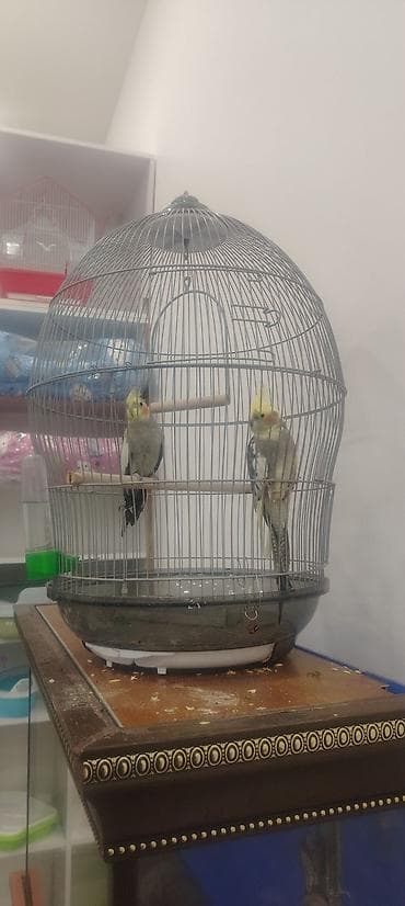 1 Cüt karela satılır kletkayla birlikdə