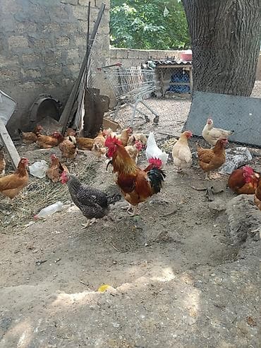 sultan toyuqu: Toyuq, Kuçin, Ətlik, Ünvandan götürmə — 1