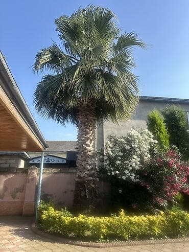 Dekorativ xurma ağacı (təxmini “Washingtonia” növü) - Hündürlüyü