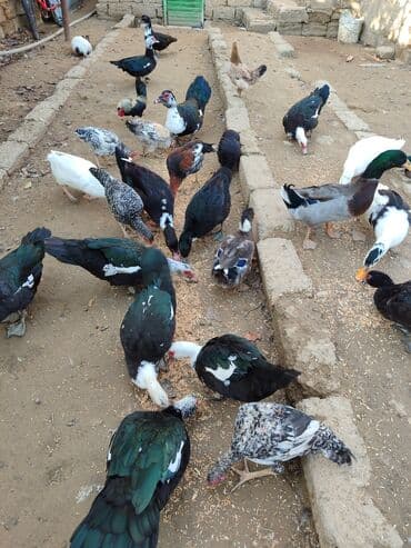 Balıq və dəniz məhsulları: Musk ördəyi – kəsilmiş və təmizlənmiş - Növ: Musk (indo) ördəyi - — 3