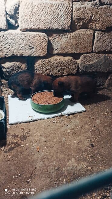 it cinsi: Belçika çoban iti, 1 ay, Erkek, Peyvəndli, Ünvandan götürmə — 3