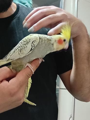 sarı xaski: Nimfa (Cockatiel) – ələd öyrəşmiş, sarı toqquzlu, yanaqlarında narıncı — 1