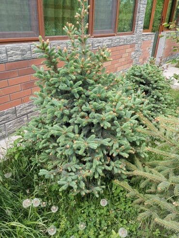 dibcək gulləri ev gulleri ve adlari: Hərkəsə salam😀 Quba ərazisində krimlovski şam ağaclarının topdan və — 18