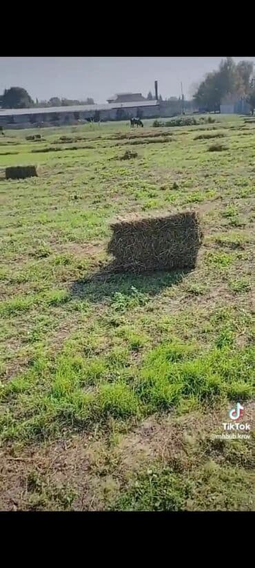 bala pişiklər: Balya yonca/saman - Tarladan yığılmış, preslənmiş düzbucaqlı balyalar — 2